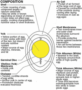 egg_composition_chart.gif