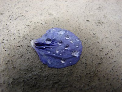 waastflower.jpg